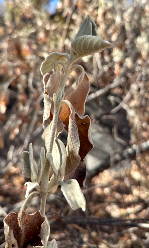 Grey Bushviolet