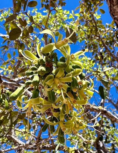 lowveld honeysuckle-tree