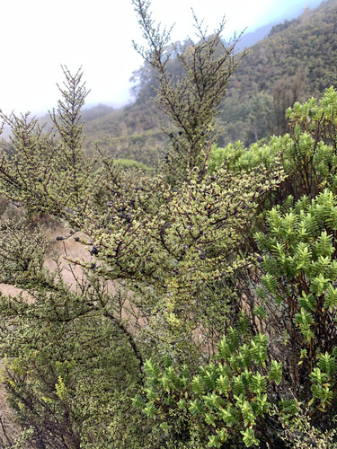 Coprosma dumosa, photograph 6