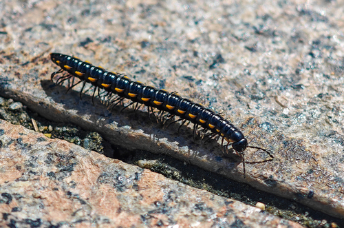 Orthomorphella pekuensis
