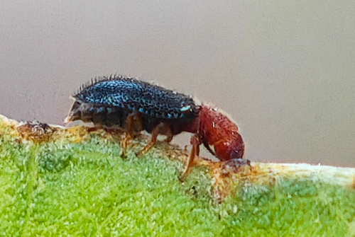 Opetiopalpus scutellaris