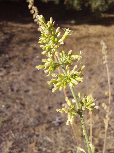 Silene borysthenica, 2026-08-24