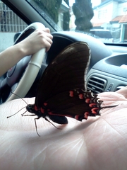 Mimoides thymbraeus aconophos