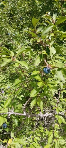 Blackthorn