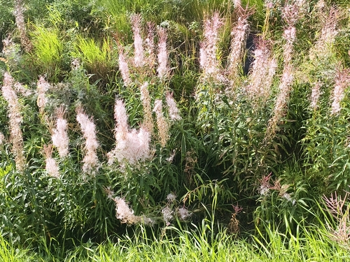 fireweed