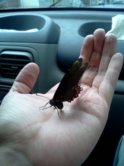 Mimoides thymbraeus aconophos