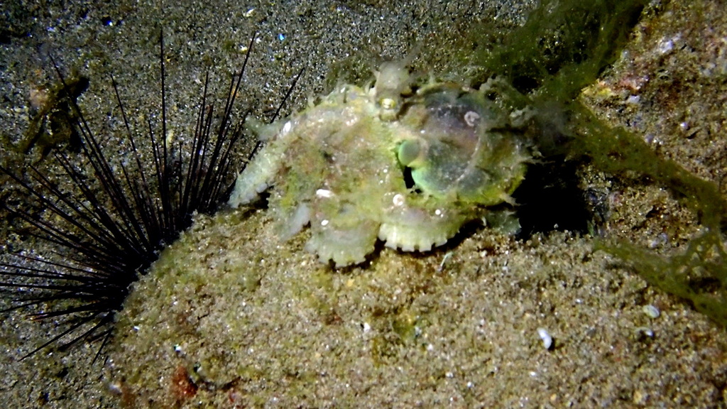Algae Octopus