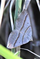 Scotopteryx