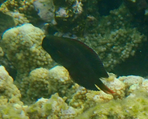 Atrosalarias fuscus observed 2026-08-28