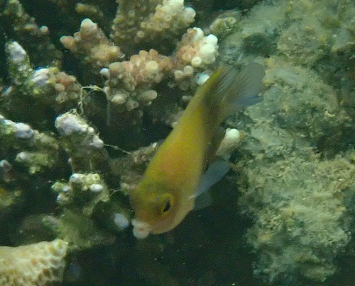 Cheiloprion labiatus observed 2026-08-28