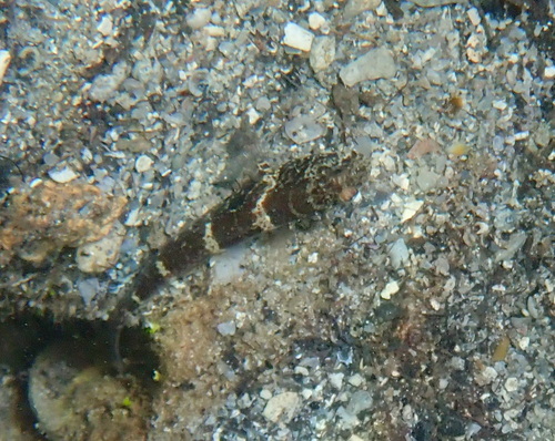 Cryptocentrus strigilliceps observed 2026-08-28