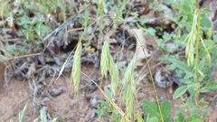 Bromus arenarius