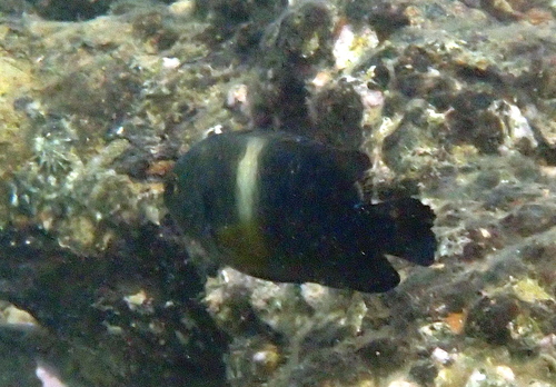 Chrysiptera biocellata observed 2026-08-28