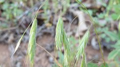 Bromus arenarius