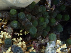 Tydemania expeditionis