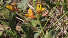 Acmispon decumbens decumbens