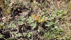 Acmispon decumbens decumbens