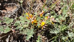 Acmispon decumbens decumbens