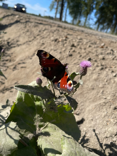 European Peacock Butterfly
