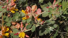Acmispon decumbens decumbens