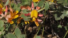 Acmispon decumbens decumbens