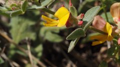 Acmispon decumbens decumbens