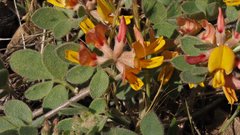 Acmispon decumbens decumbens