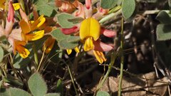 Acmispon decumbens decumbens