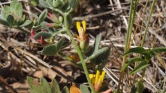 Acmispon decumbens decumbens