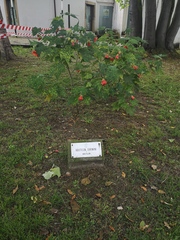 Callianthe darwinii