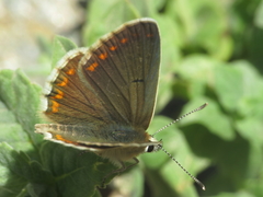 Aricia montensis