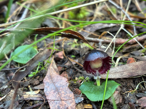 veined helmet-orchid