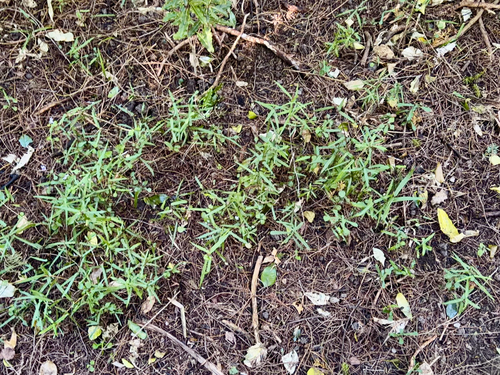 Parsonsia heterophylla, photograph 5