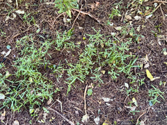 Parsonsia heterophylla, photograph (c) Tom Beard, some rights reserved (CC BY)