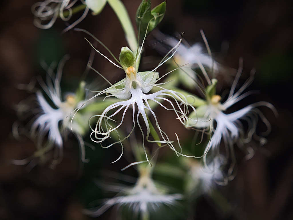 Habenaria polytricha
