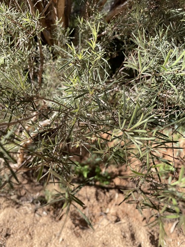 Melaleuca glomerata, 2026-08-28