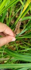 Carex riparia, photograph (c) Полина Полежанкина, some rights reserved (CC BY)