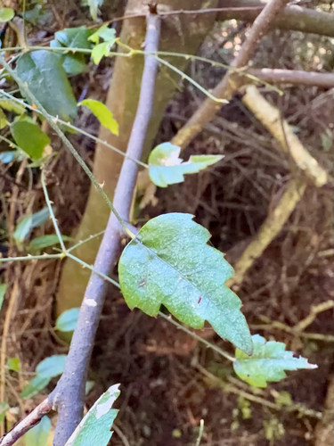 Rubus squarrosus, photograph 5