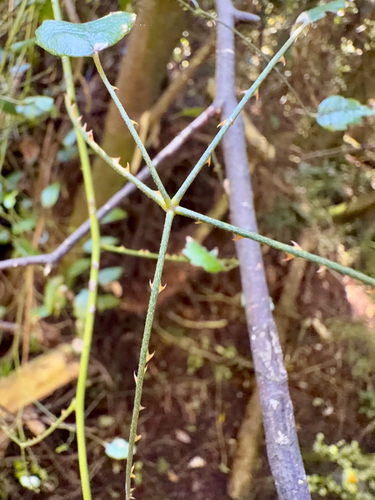 Rubus squarrosus, photograph 6