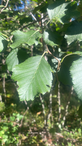 grey alder