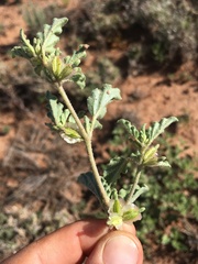 Acleisanthes diffusa