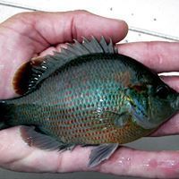 Lepomis miniatus