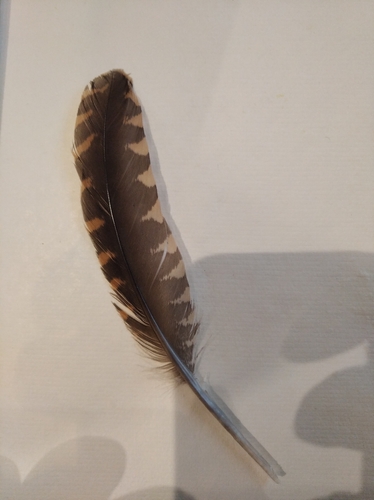 Plume de Bécasse des bois