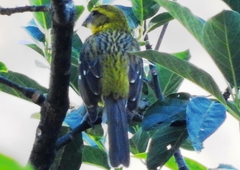 Pheucticus chrysopeplus