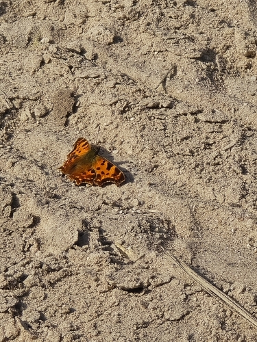 European Comma