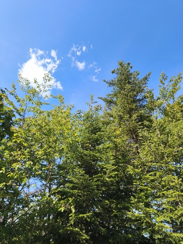 Abies alba, photograph 3