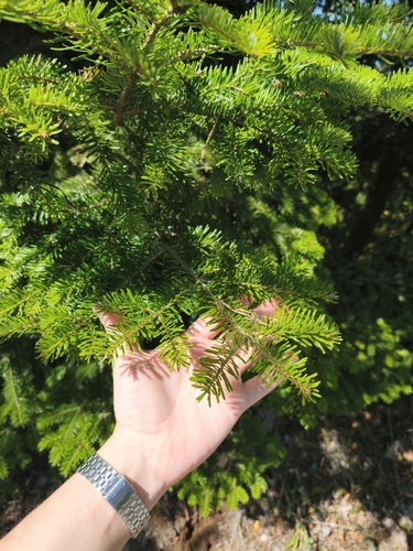 Abies alba, photograph 4