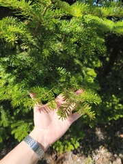 Abies alba, photograph (c) Juan Pablo Madriaga Núñez, some rights reserved (CC BY-SA)