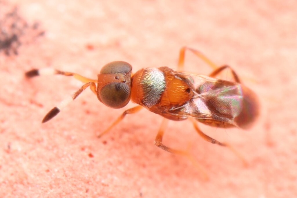Cheiloneurus