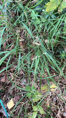 Melica uniflora, photograph (c) Marcin Dyderski, some rights reserved (CC BY)